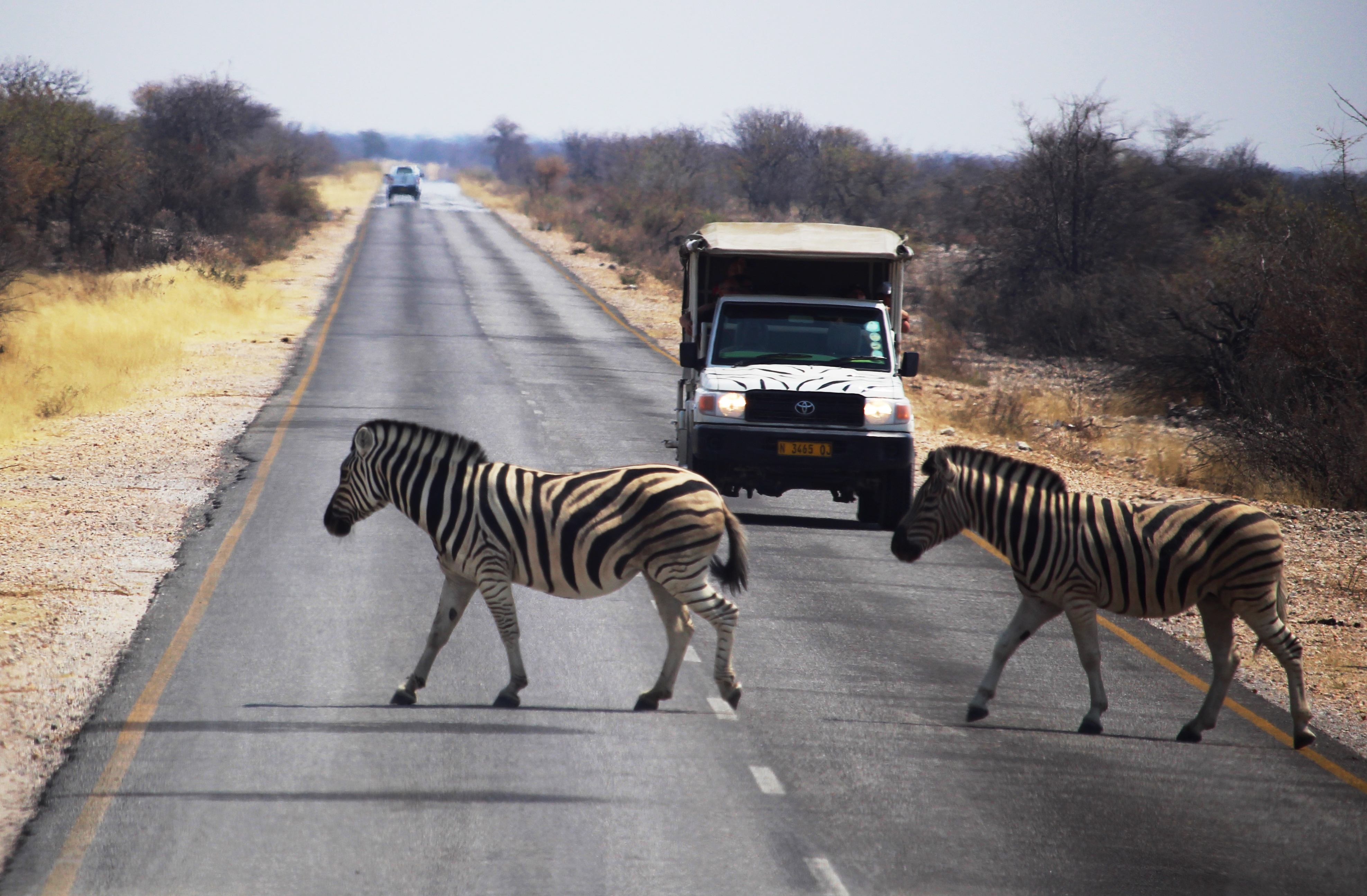 Zebra Crossing